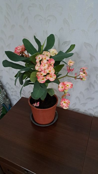 Комнатные  цветы