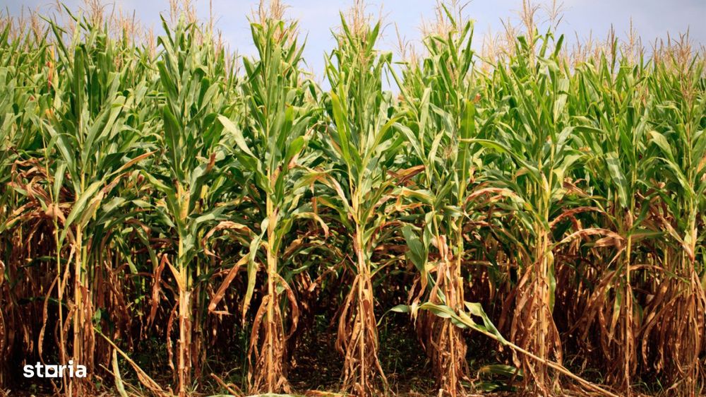 Portofoliu Agricol Premium 3.000 Ha Sudul Romaniei Oportunitate Invest