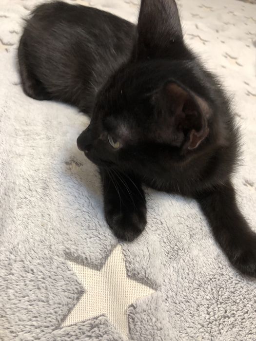 раздам маленьких котят