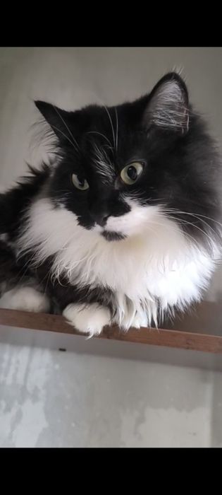 Ищем любящий дом для кошечки Аси