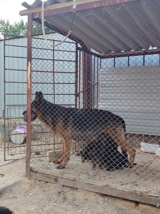 Лаика, немец күшіктері сатылады