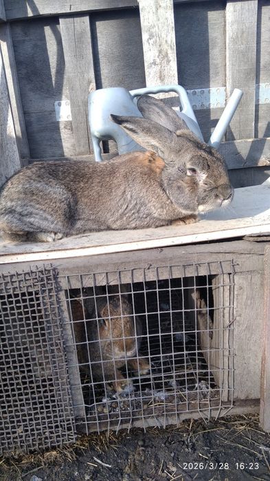 Продам крола на племя