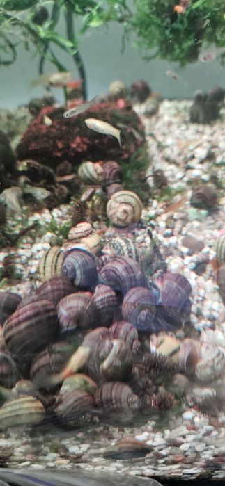 Melci acvariu asolene spixi, pomaceea colorati