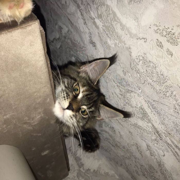 Котёнок Мейн-кун девочка черепашка с родословной