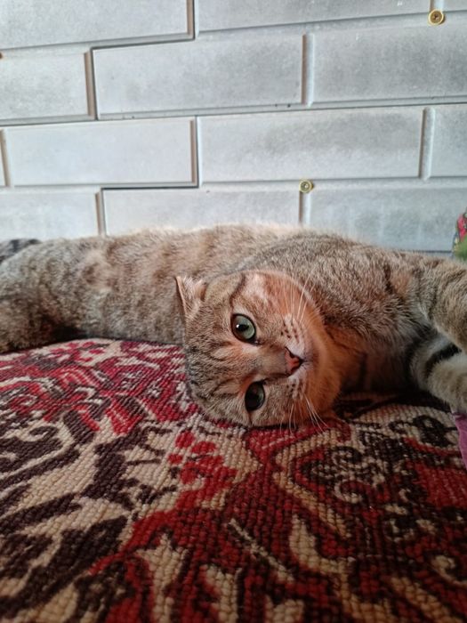 Кот вислоухий шотландец/британец