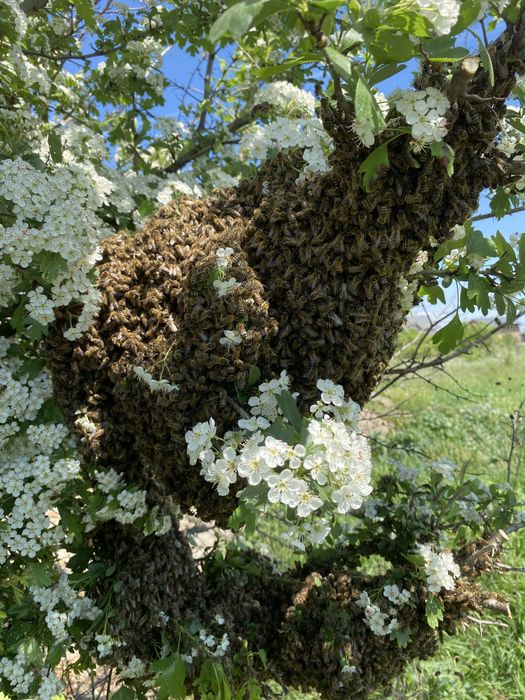 Miere naturala direct de la producator