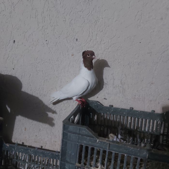 Кизилбас самец лет игра салбом винт