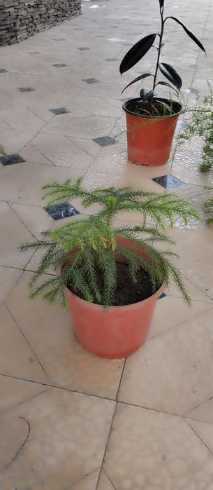 Kaktuslar bor turli xildagi soni cheksiz narxini kelishamiz