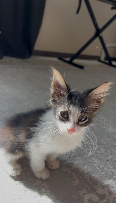 Котенок мейн-кун