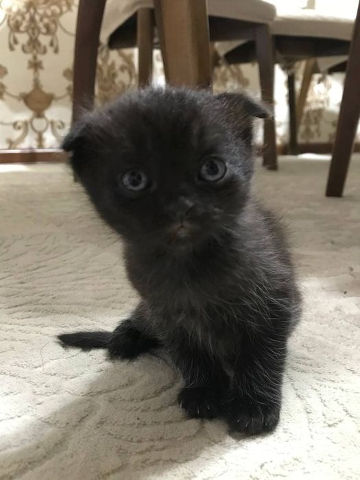 Продаются котята