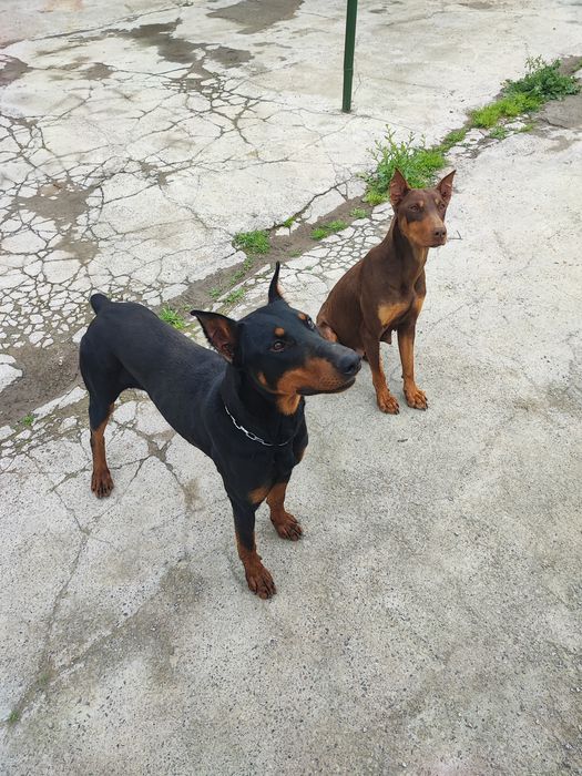 Продаются щенки породы Доберман