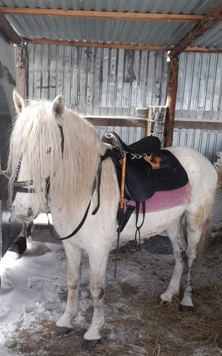 Айғыр сатам немесе бартер қарастырам