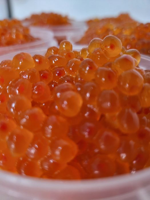 Икра горбуши. Лососевая икра. Икра форели.