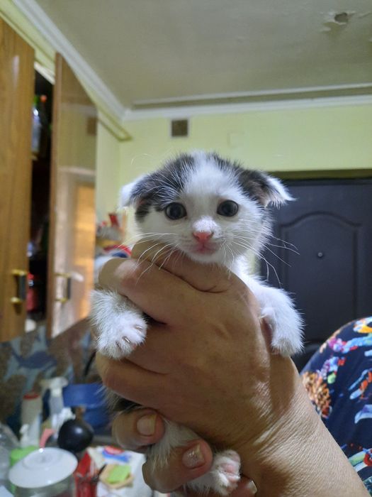 Отдаю котёнка мальчика