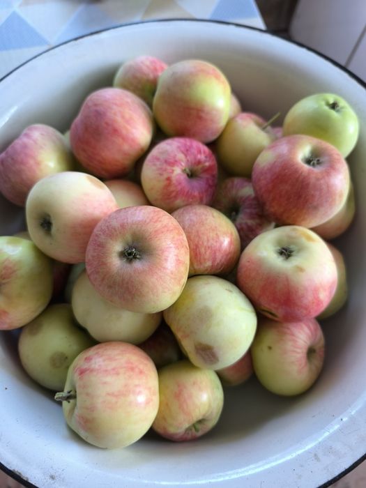 продам саженцы вишни.