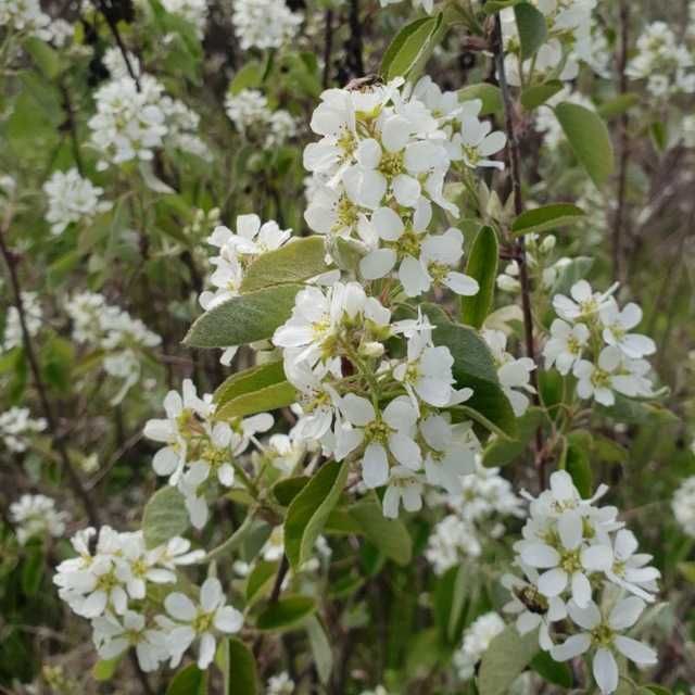 Питомник декоративных растений. Более 2000 видов земной флоры.