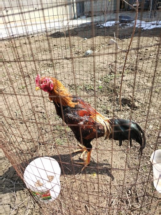 Куры петухи продаётся