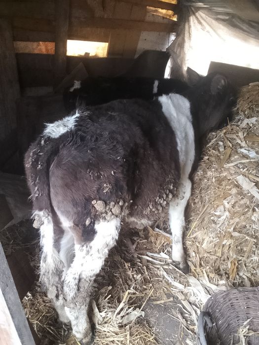 De vânzare 4 tăurași