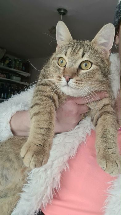 Motanul LEO spre adoptie