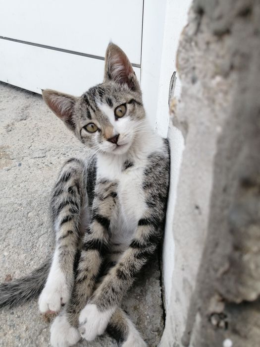 Котенца  - Подарявам Шепичка Любов