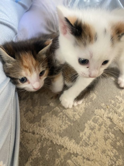 отдам котята бесплатно