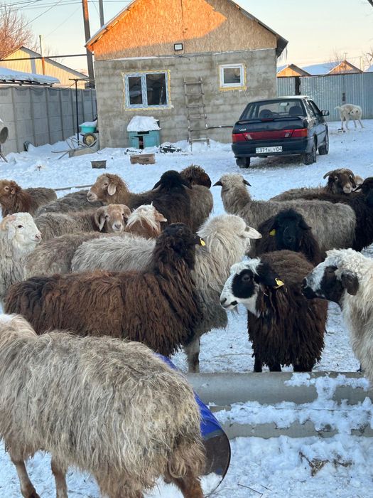 Кой,баранина.    .