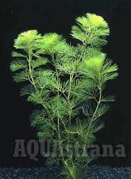 Аквариумные растения