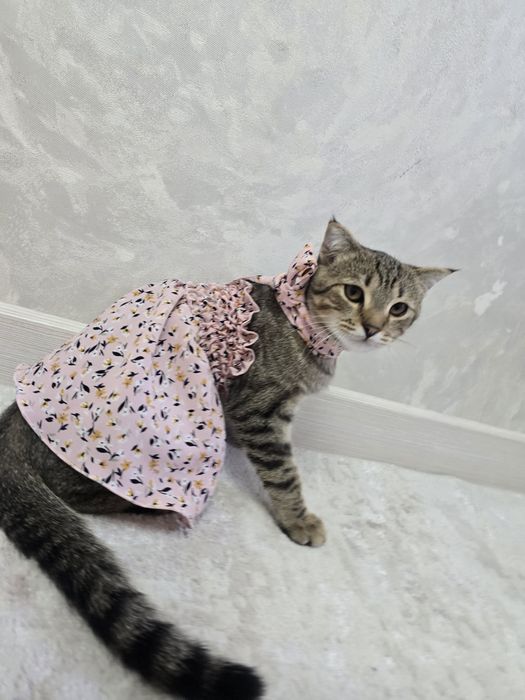 Отдам котенка бесплатно