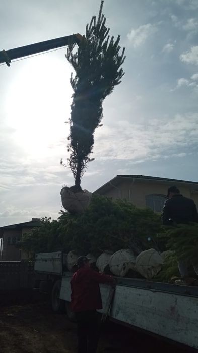 Озеленение и Благоустройство