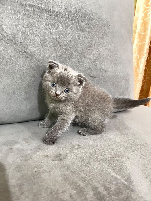 Продам котёнка шотландский