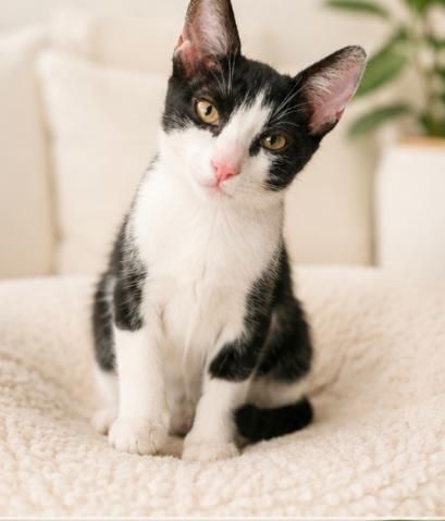 Pisicuta pentru adoptie,pui de pisicuta de adoptat,pisicuta frumoasa,pisica adoptie