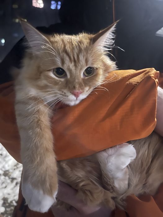 Отдам Роки в добрые руки