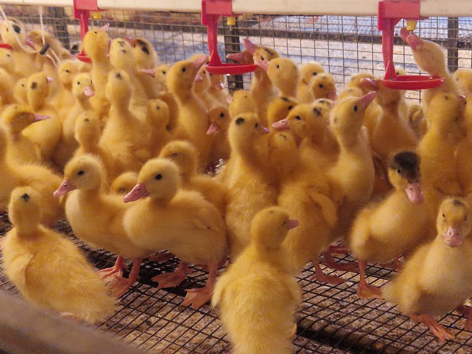 Утята  и Гусята   .