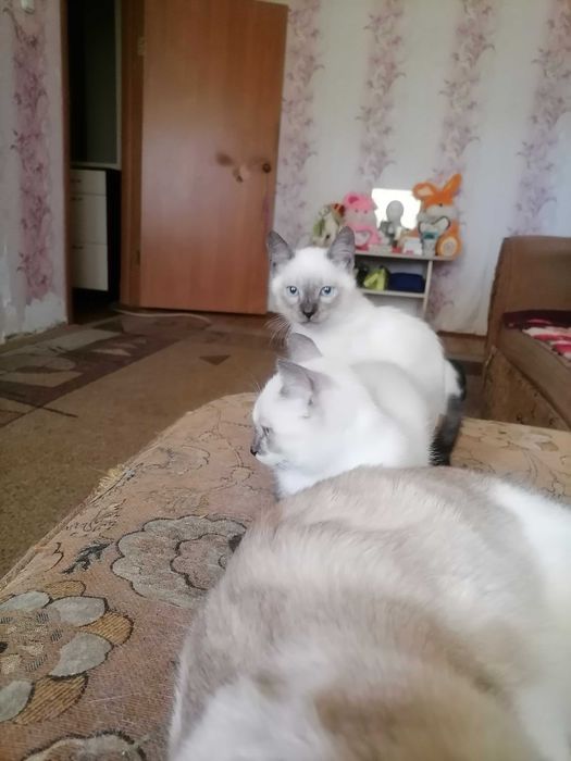 Кошечки и котик, сиамские.