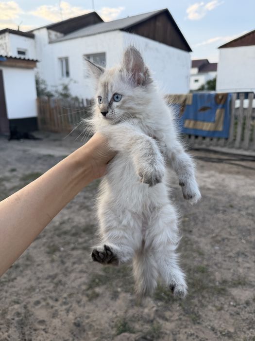 Ищем любящий дом для котенка