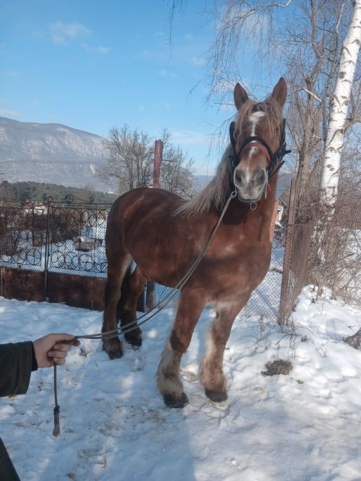 Vând cal foarte bland