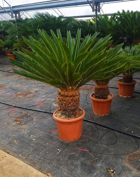 Plante exotice, palmieri, lamai, mandarin, portocal, maslini, bonsai..