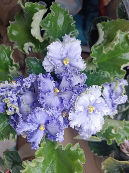 Фиалки   сортовые