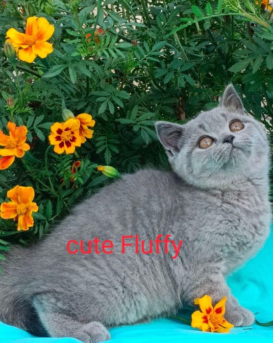 Питомник Cute flyffy
