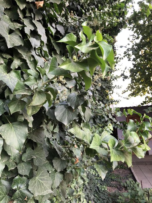 Черенки садового плюща "хедера"