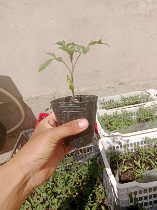 Рассада көшет помидор розовый