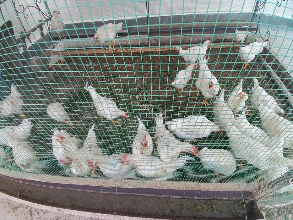 5 oylik jujalar sotiladi