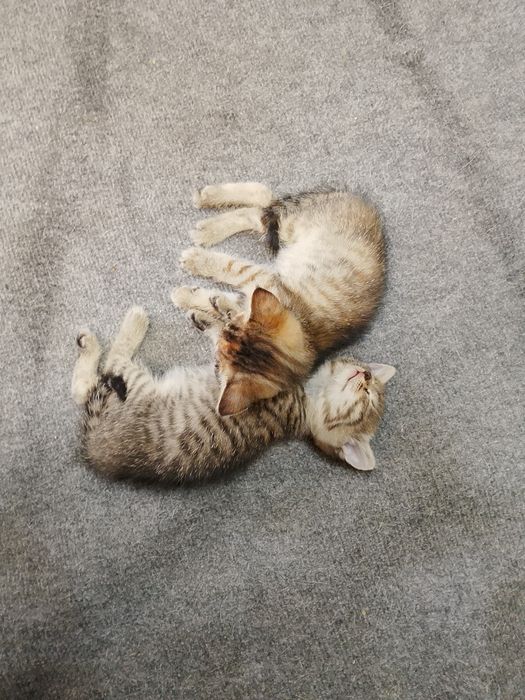 Отдам котят бесплатно