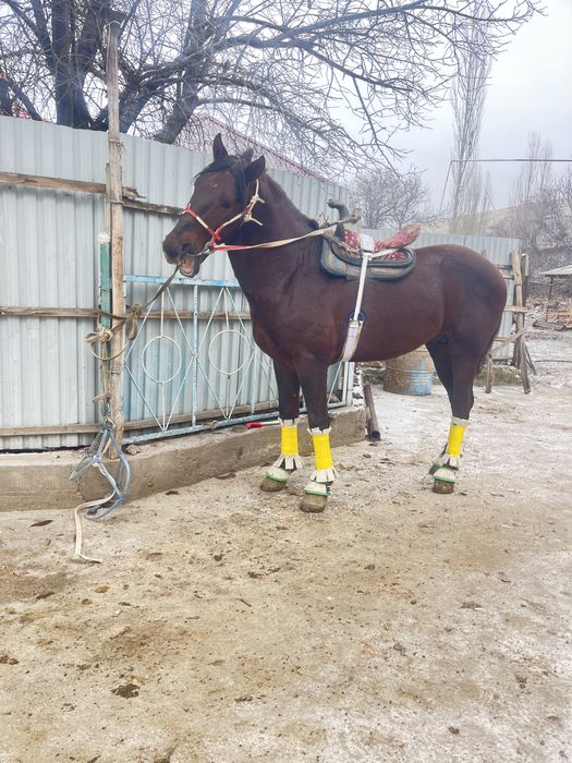 Үйірге ат сатылады