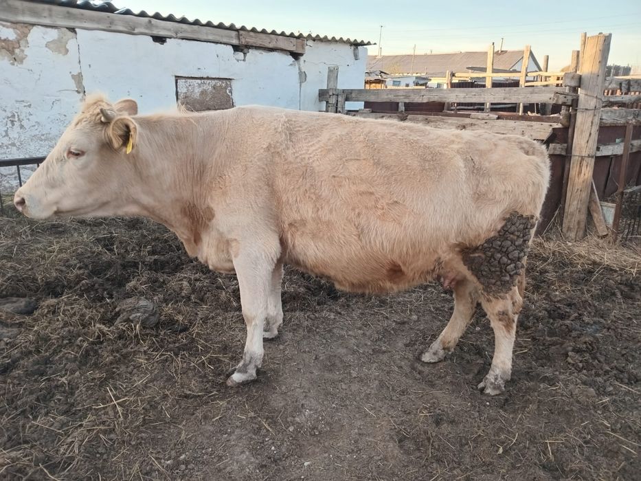 Продам КРС , находятся в Раздольном