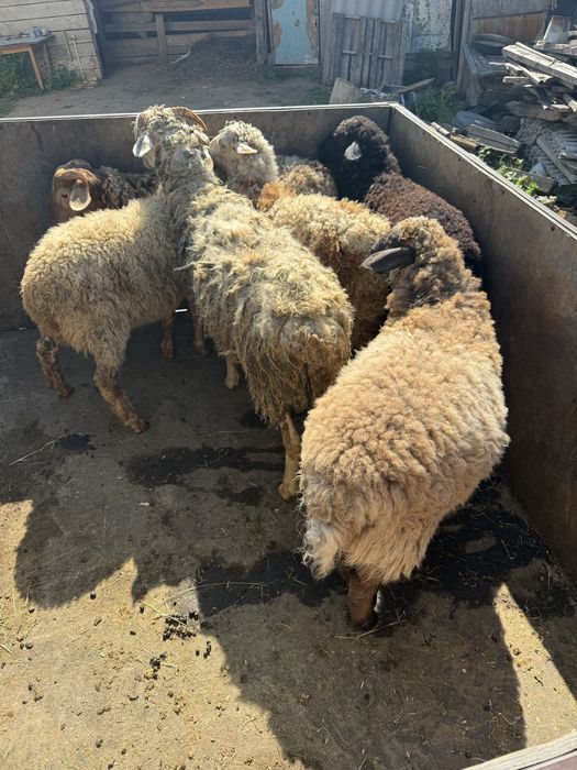 Продам ягнят пять месяцев