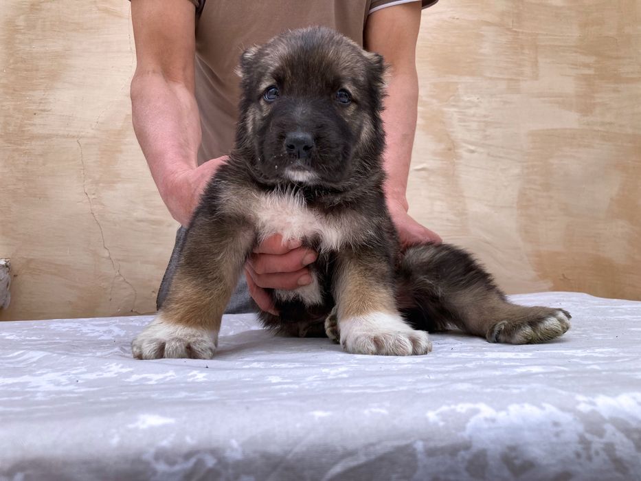 Щенок кафказского Алабая ( чистокровный )