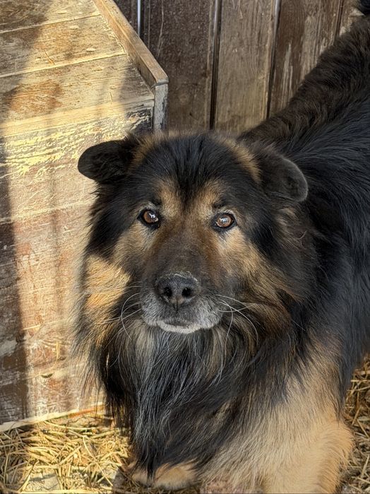 Щенки смесь с овчаркой