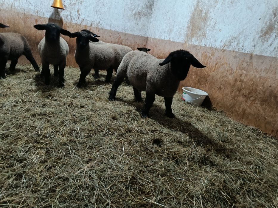 Mielute si berbecutii Suffolk