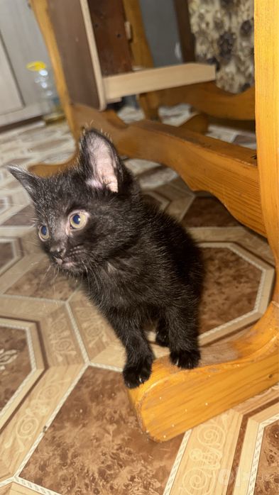 Отдаю бесплатно котят